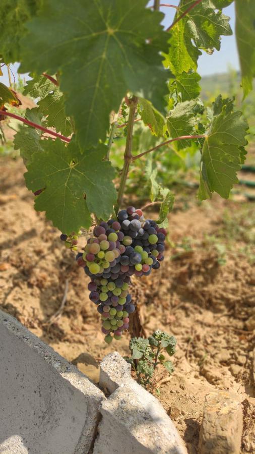 Quinta Dos Padrinhos - Suites In The Heart Of The Douro ลาเมโก ภายนอก รูปภาพ